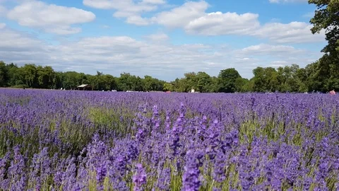 Lavender farm field Stock Footage