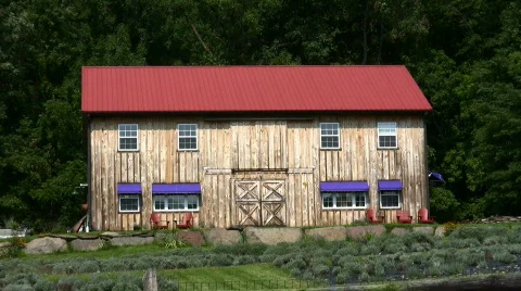 Lavender Farm Stock Footage 97560