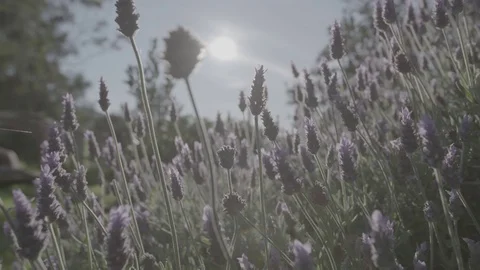 Lavender from a farm Stock-Footage 73883831