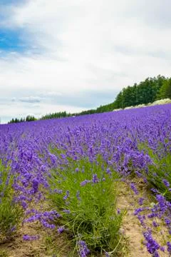 Lavender farm 写真素材