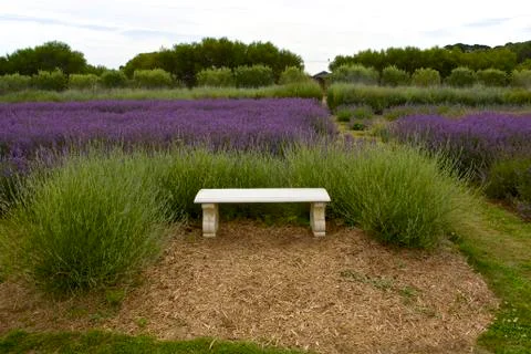 Lavender farm Stock Photos