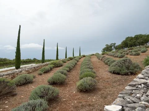 Lavender Farm Stock Photos