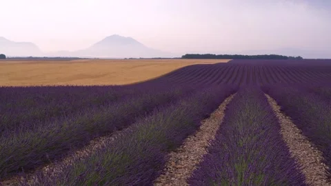Lavender Farm in Provence with Wheat and Mountain in the Distance. Summer i.. Stock Footage 313451920