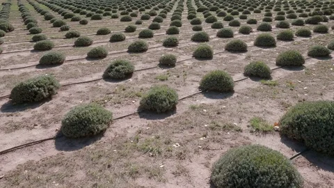 Lavender Farm Rows Just after Harvest Stock Footage 84157133