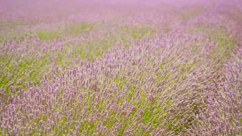 Lavender farming field Video stock 274414896