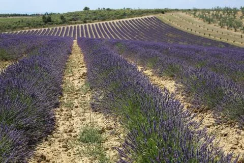Lavender Field 01 Stock Photos