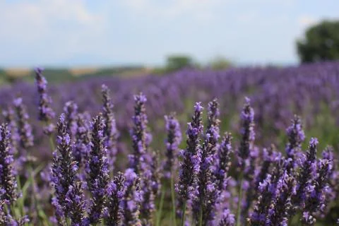 Lavender Field 02 Stock Photos