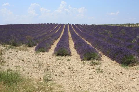 Lavender Field 03 Stock Photos