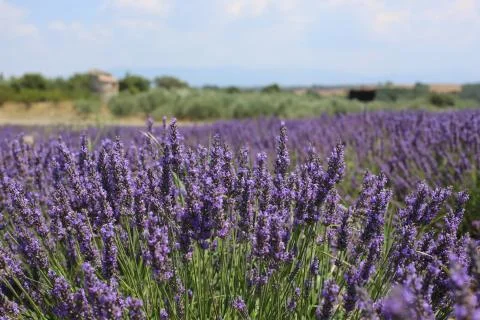 Lavender Field 04 Stock Photos