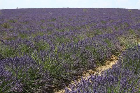 Lavender Field 05 Stock Photos