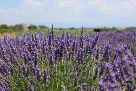 Lavender Field 06 Stock Photos