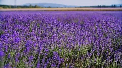 Lavender in a field. 4k Video stock 115276512