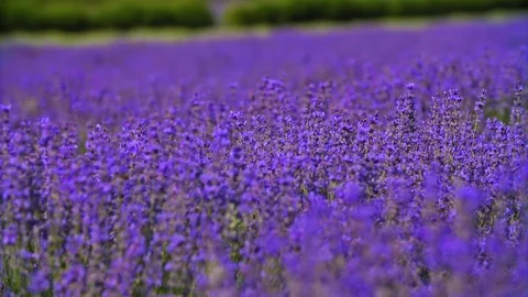Lavender Field in 4K (UHD) Stock Footage 119355096