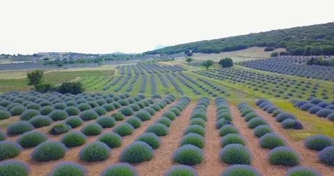 Lavender field aerial view Stock Footage