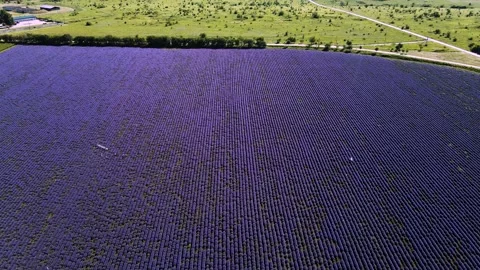 Lavender field and endless blooming rows, summer sunset landscape. Stock Footage 148643129
