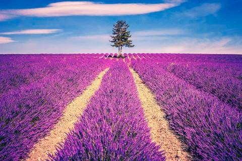 Lavender field and tree Stock Photos