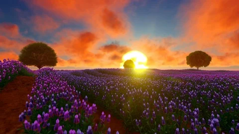 Lavender Field and trees at sunset Stock Footage 89651934