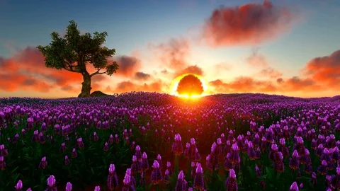 Lavender Field on a beautiful sunset Stock Footage 89581213