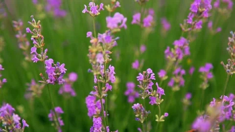 Lavender field. A bee collects nectar from purple flowers. Stock Footage 156523552