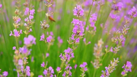 Lavender field. A bee collects nectar from purple flowers. Stock Footage 156523559