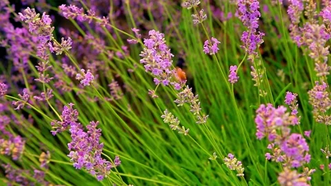 Lavender field. A bee collects nectar from purple flowers. Stock Footage 156546485