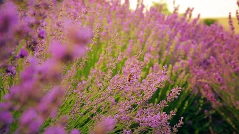 Lavender field. A bee collects nectar from purple flowers. Stock Footage 156546491