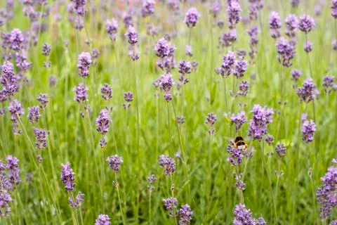 Lavender field with a bee Stock Photos