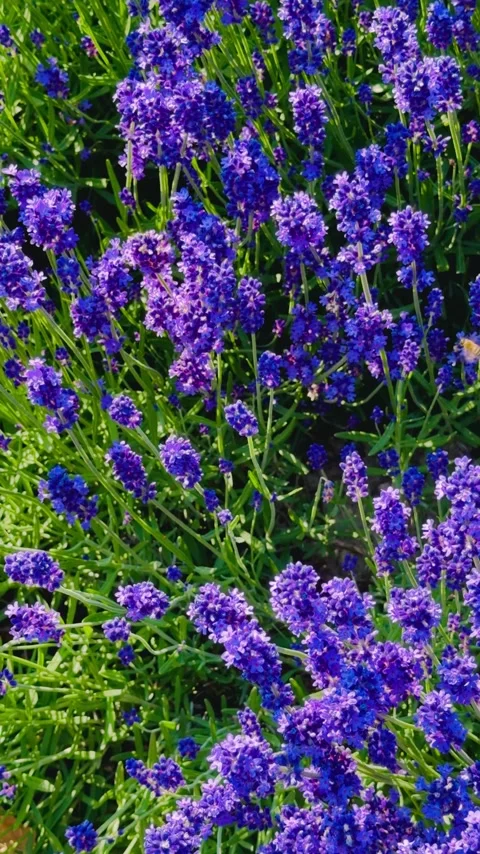 Lavender Field with Bees Vertical Stock Footage 341080744