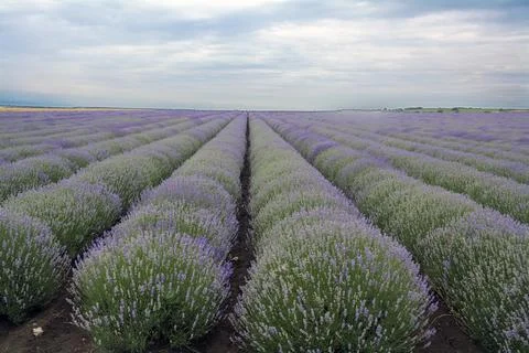 A lavender field in the beginning of June Stock Photos