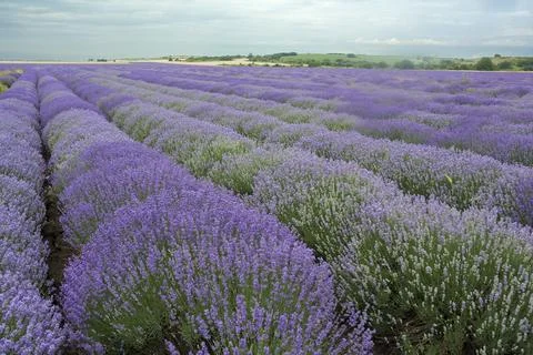 A lavender field in the beginning of June Stock Photos