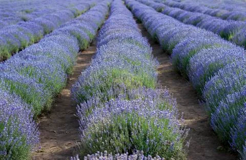 Lavender field in bloom Stock Photos