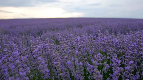 Lavender field. Blooming Violet fragrant lavender flowers Growing Lavender Stock Footage 128144062