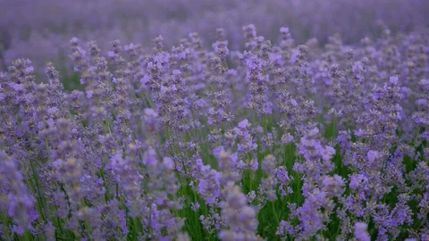 Lavender field. Blooming Violet fragrant lavender flowers Growing Lavender Stock Footage 128144072