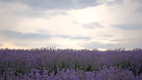 Lavender field. Blooming Violet fragrant lavender flowers Growing Lavender Stock Footage 128144136