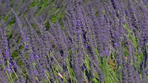 Lavender field blooming in wind - close up Stock Footage 21227174
