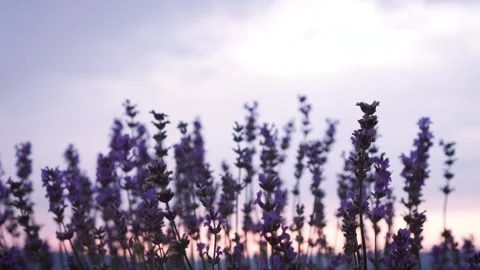 Lavender field on the blurred sunset background. Footage. Close Up soft focus Stock Footage 136852387