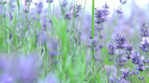 Lavender field with camera motion Video stock 11353222