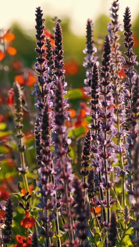 Lavender field, close-up blooming lavender flowers. Stock Footage 315367161