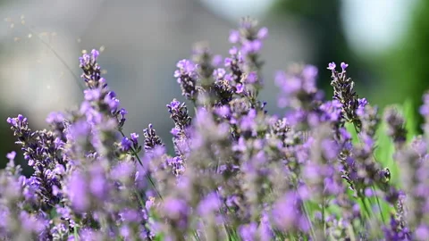 Lavender field close up, focus shifting Stock Footage 202870674