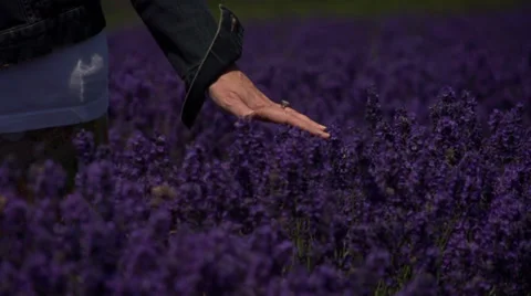 Lavender field close up hand feeling tip Stockbeeldmateriaal 37902956
