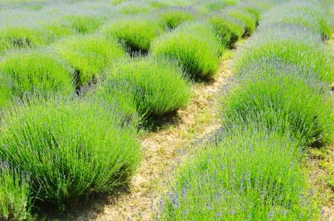 Lavender field close-up Stock Photos