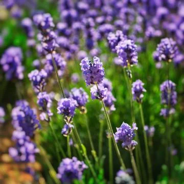 Lavender field - close up Stock Photos