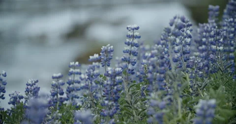 Lavender field in close-up shot with river in background Video stock 131459375