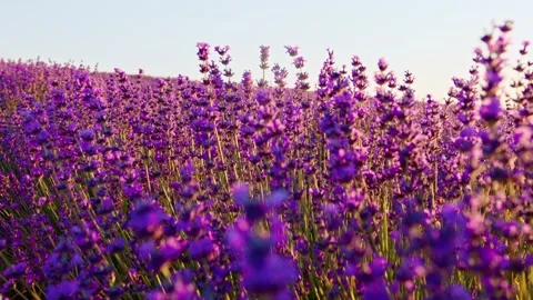Lavender field close up on sunset in summer Stock Footage 201919197