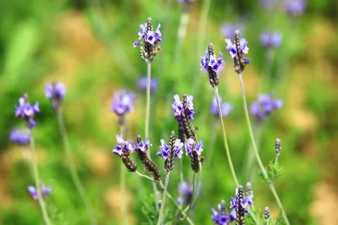 Lavender field closeup Stock Photos