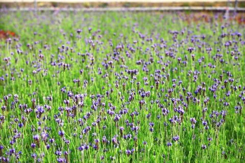 Lavender field closeup Stock Photos
