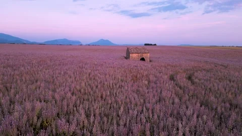 Lavender Field Closeup Stone Hut Drone Backwards in Provence France Epic Ae.. Stock Footage 314410351