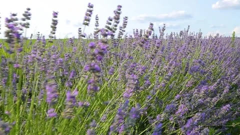 Lavender field. Cultivated lavender. Stock Footage 246405332