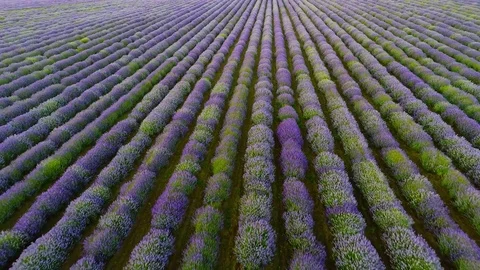 Lavender field, drone video Stock Footage 85360414