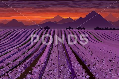 Lavender field at the dusk. Lines of flower bushes Stock Illustration